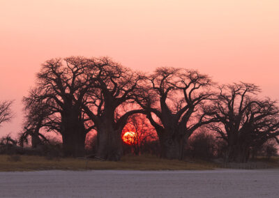 Baines Baobabs - our desert ancient giants (over 1000 years old)
