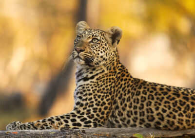 Beautiful leopard cub in Paradise Pools (Okavango Delta)