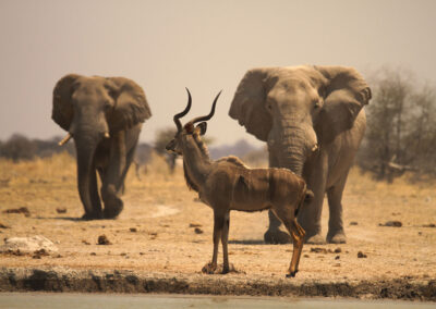 Elephant & kudu bulls share the same waterholes in Nxai Pan National Park