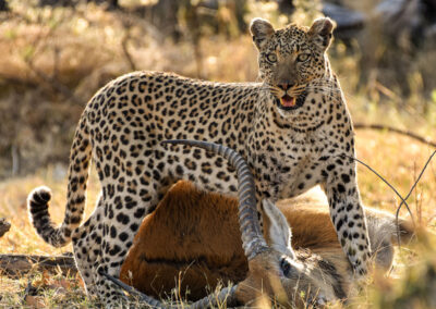 Leopard on a lechwe kill