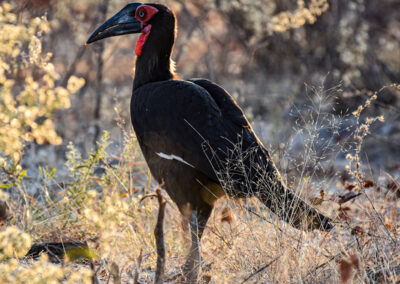 Our endangered Ground Hornbill - Okavango Delta is one of the last strongholds for these birds