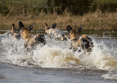 Swimming dogs (the Okavango Delta)