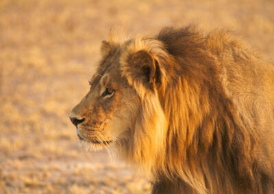 The notorious Kalahari Desert lion