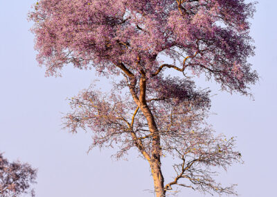 This only happens in September - the beautiful flowering Kalahari Apple-leaf tree