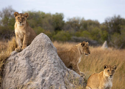 Three lion cubs on a termite mound in Bodumatau – where the lions roar!