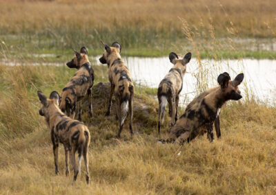 Wild dogs on the look out.